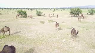 preview picture of video 'Camel Argan trees Atlas mountain'