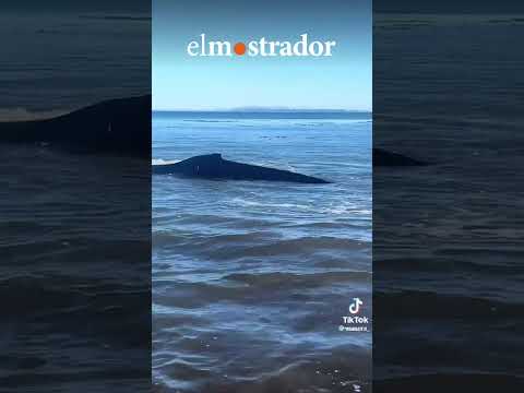 Pescadores del Bío Bío rescatan a ballena varada