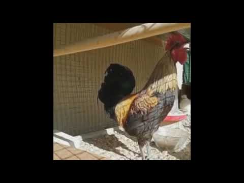 Death Metal Rooster Screams and Falls Over