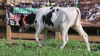 LOTE 28 - 6717
