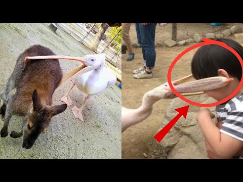 Why Pelicans Try to Eat Everything That Fits in Their Beak 😆 | Weird Bird Behavior Explained