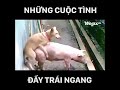 Những cuộc tình ngang trái...