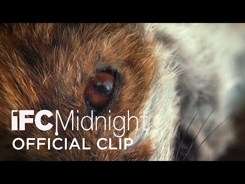 Fox - Barbarlar Resmi Klip | HD | IFC Gece Yarısı