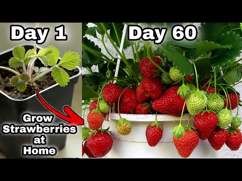 Easy 3 Methods Grow Strawberries at Home | How to grow strawberry plant from seeds