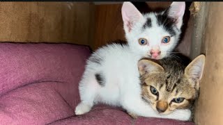 Funny kittens play even in the middle of the night ! ||funny cats || cute kittens life ||Cats story✨