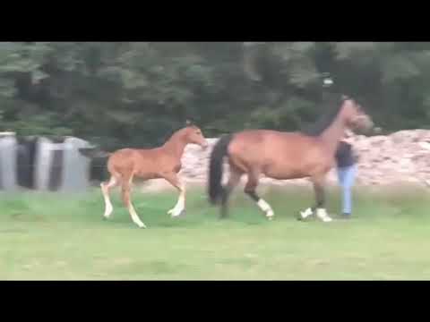 Picasso (v.  Kjento)