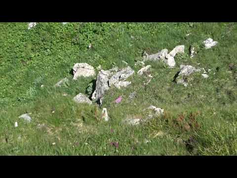 Podglądamy świstaka