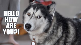 Husky Asks How Family Is & Hums A Cute Song!