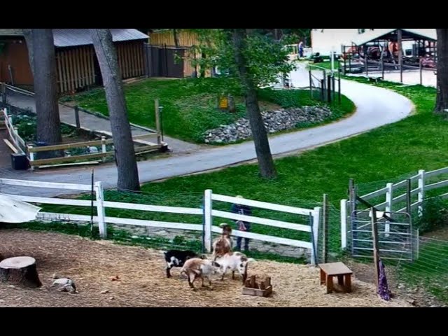 Live webcam view of Goldy's Farm Yard Cam