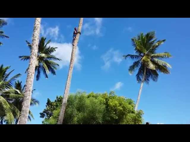 Coconut harvest at Shiva's Beach Cabanas