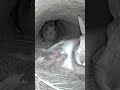 Rabbit Family’s Morning in the Burrow