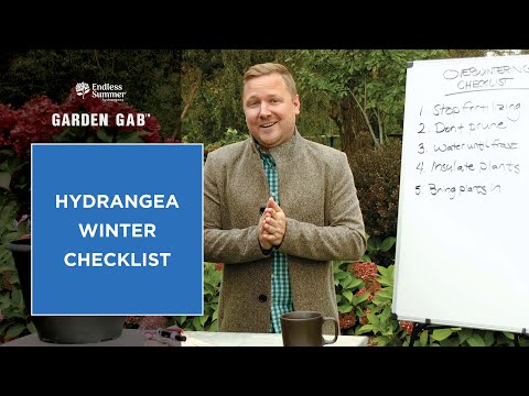 download lagu mp3 mp4 Hydrangea Winter Care, download lagu Hydrangea Winter Care gratis, unduh video klip Hydrangea Winter Care