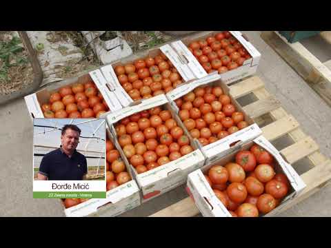 Trenutno NEMA kupaca za PARADAJZ sa Juga Srbije - U nasem ataru 901