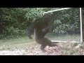 Chimps Attacks Mirror Reflections