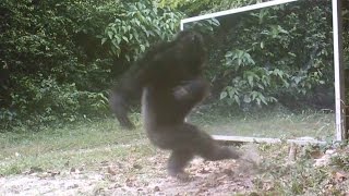 Chimps Attacks Mirror Reflections