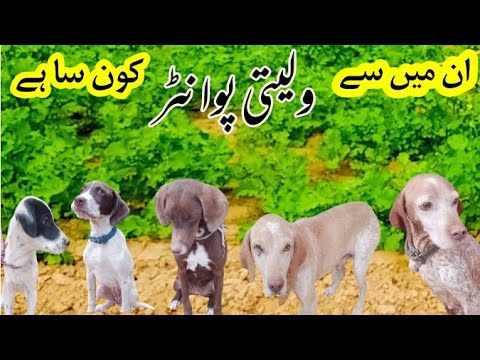 English Pointer Dog | Pointer dog | Dogs vedio | Pointer dog hunting | dog