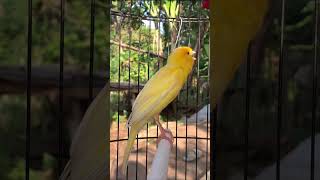 Download lagu Kenari gacor emosi #kenari #kenarigacor #canary #canarias #canario #birds #shorts #shorts mp3