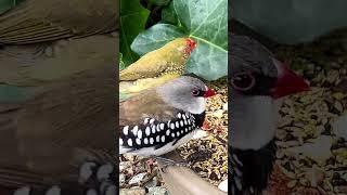 Star finch and diamond firetail finch #birds #bird #birdsounds #finch #aviary #finches #nature
