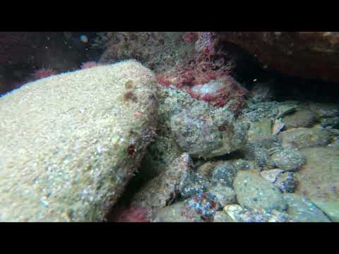 Spain sea life part 5- Playa de los Cocedores - Aguilas Murcia