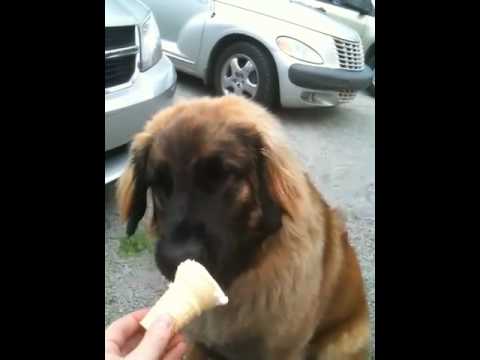 Arzu's birthday ice cream