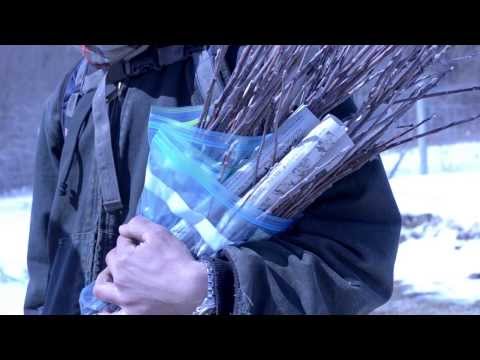 How to Graft Apple Trees (Bench Grafting) - Seed Savers Exchange