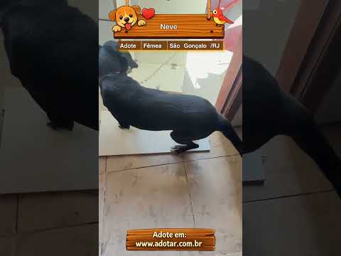 Vídeo de Neve 