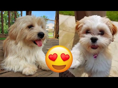 Lhasa Apso — Cute And Hilarious Videos And Tik Toks Compilation