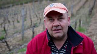 Jean François Ganevat - Le cépage trousseau/The Trousseau Grape Variety