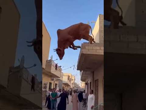 #Ali mola #shorts #duet