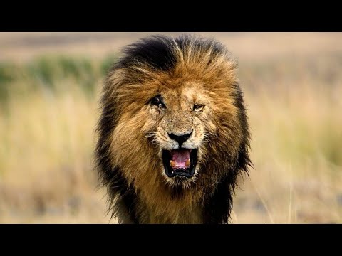 Scarface | The Untold Story of A King Lion