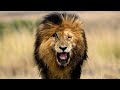 How Scarface Got His SCAR | The Untold Story of A Lion King