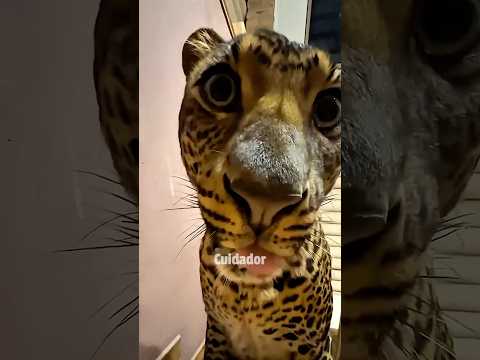 Esto explica por qué los leopardos son imposibles de controlar #wildlife #bigcats