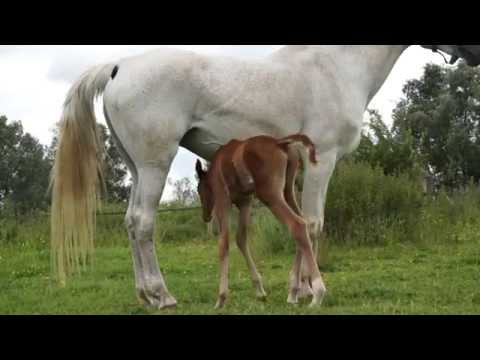 First days of Eenhoorn's Rajyah 2014