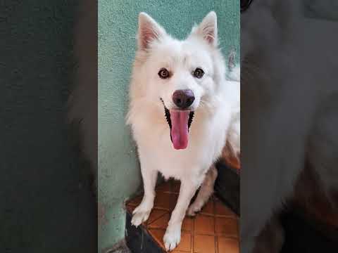 #doglover #funny #cute #pets