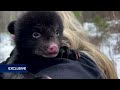 Look At This Black Bear Cub