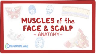 Muscles of the face and scalp: Anatomy