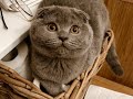 Lovely Scottish Fold Cat Lulu's Meow