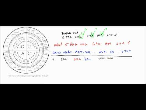 Mutations (Silent, Missense, Nonsense)