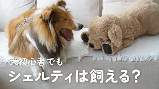 シェルティは初心者向き？犬初心者が1年一緒に暮らして感じた本音