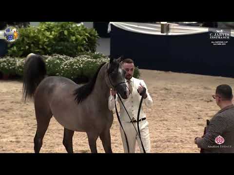 N 23 NESJ EL JAMEEL   39th All Nations Cup   Aachen   Yearling Colts Class 2A
