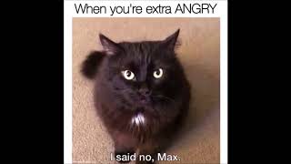Baa Angry Cat Gif With Dubstep Baa!!!
