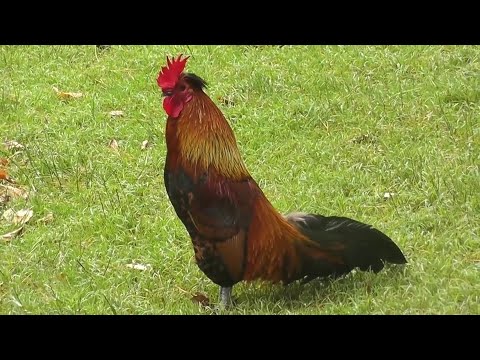 Rooster Crowing Compilation | Rooster Sounds