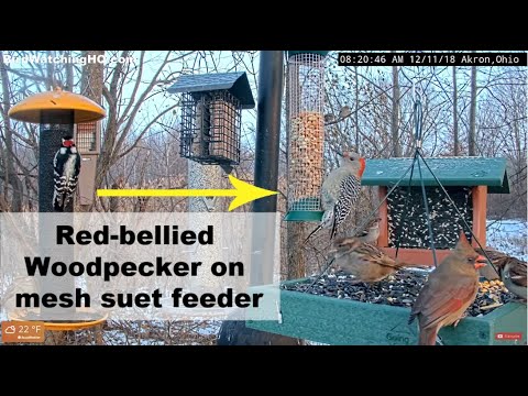 Red-bellied Woodpecker: Up close and pesonal (female)