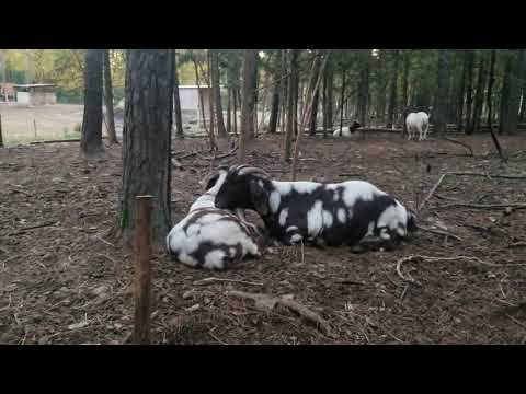 Volume up, our dappled pregnant boer goat is napping with her baby girl & grunting.