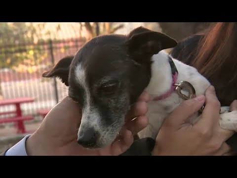 Animal Defense League Adoption Candidate: Lucy