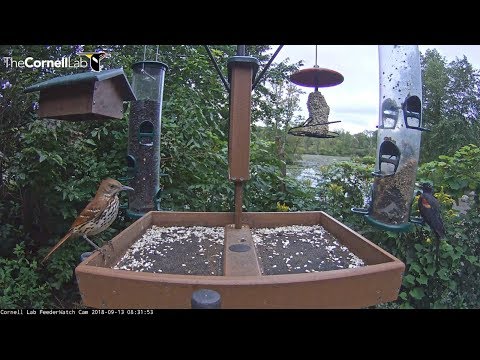 Brown Thrasher visits feeder!    08 31 51    Video 2018 09 13 083421