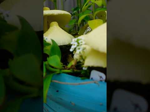 Hongos en maceta!!! 🍄🍄‍🟫