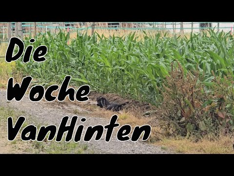 Die Woche VanHinten | KW 26 | Hallenumbau und Unwetter