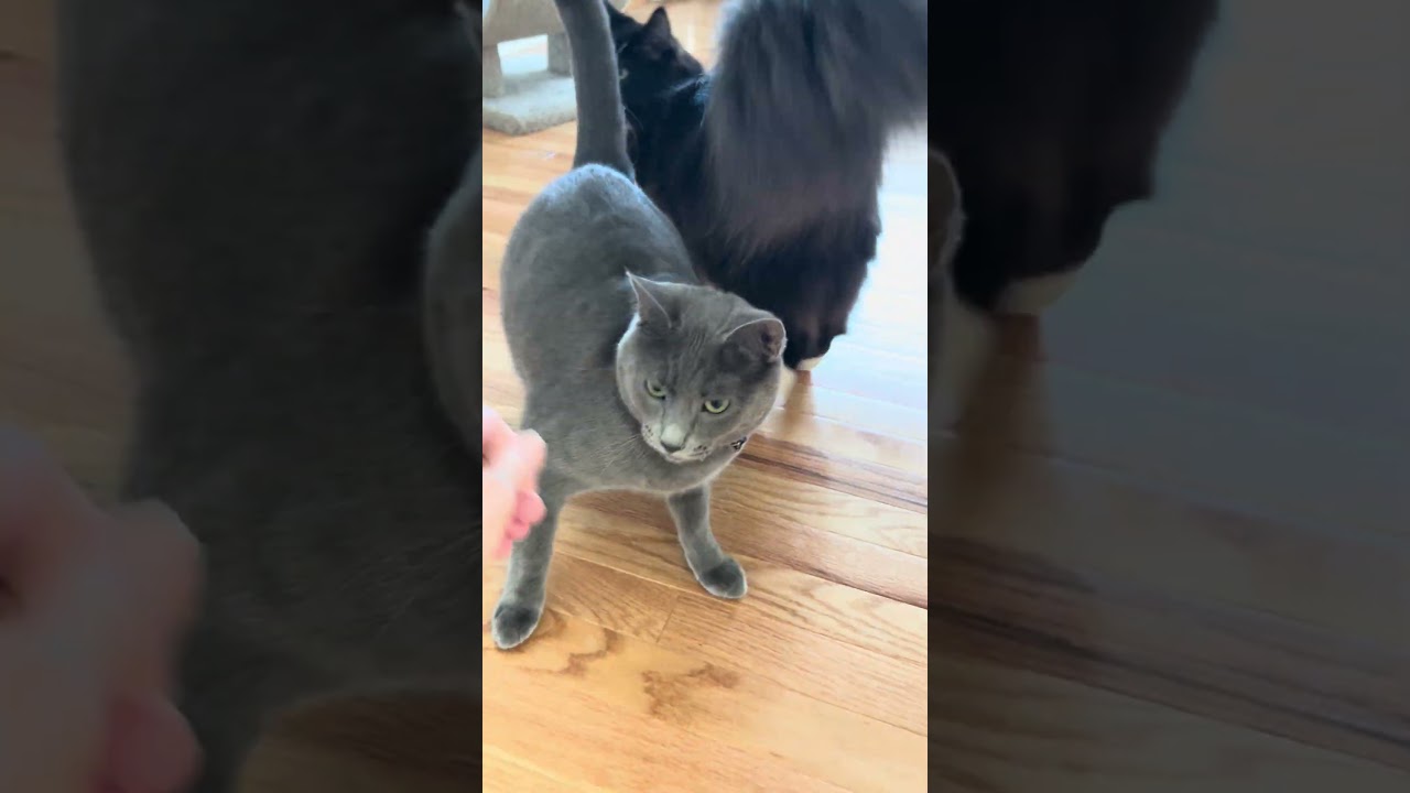 Enlarge Ruiz, a ADOPTABLE Domestic Long Hair in North Hollywood, CA video 6/6