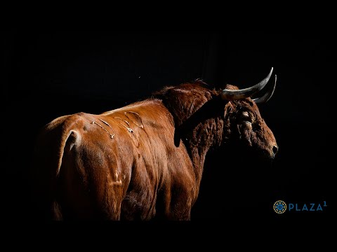 SORTEO | J.P. Domecq, Daniel Ruiz y Victoriano del Río, Beneficencia